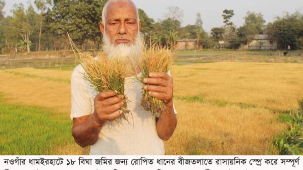 ধামইরহাটে ১৮ বিঘা জমির বীজতলা নষ্ট করলো আপন ভাই-ভাতিজা